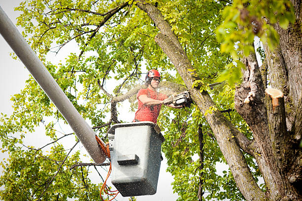 Trusted Champion Heights, OH Tree Services Experts